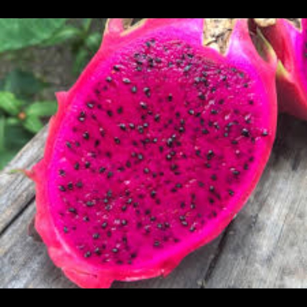 6” Dragon Fruit/Pitaya Cuttings